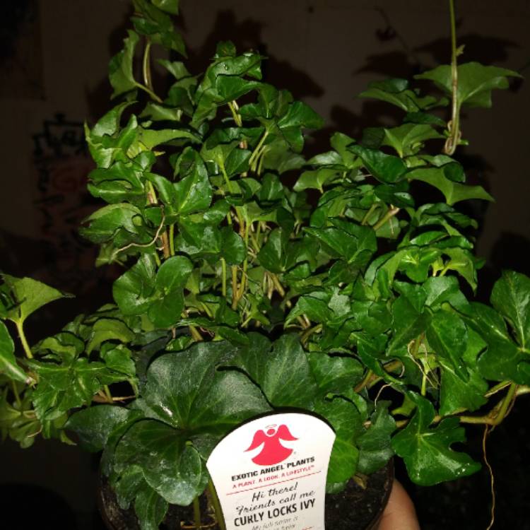 Plant image Hedera helix 'Curly Locks'