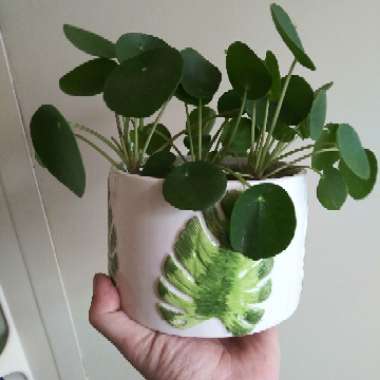 Pilea peperomioides