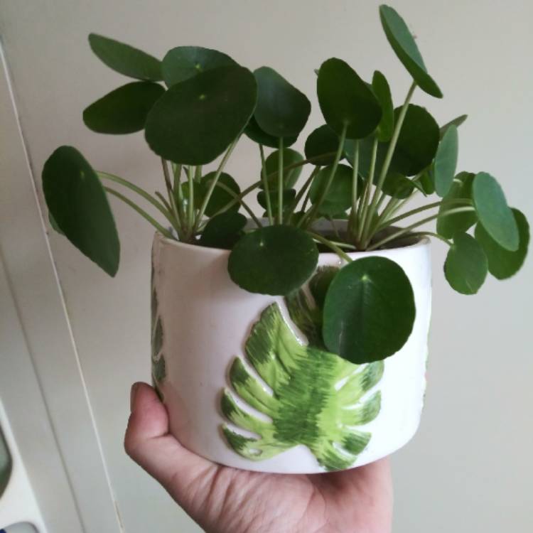 plant image 974806