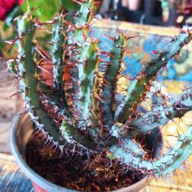 Euphorbia Aeruginosa var. Minor