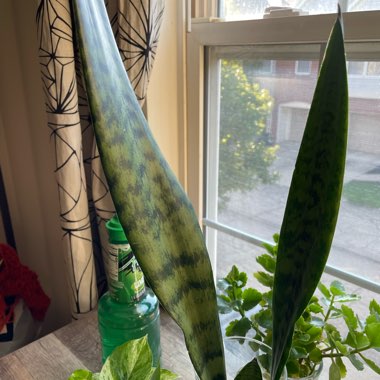 Sansevieria