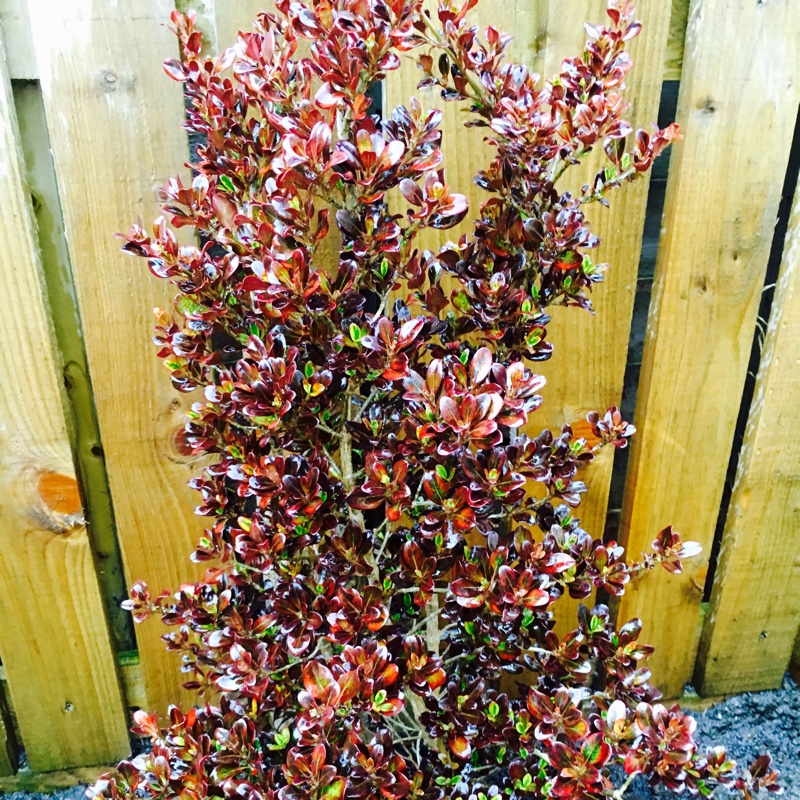 Heather's garden
