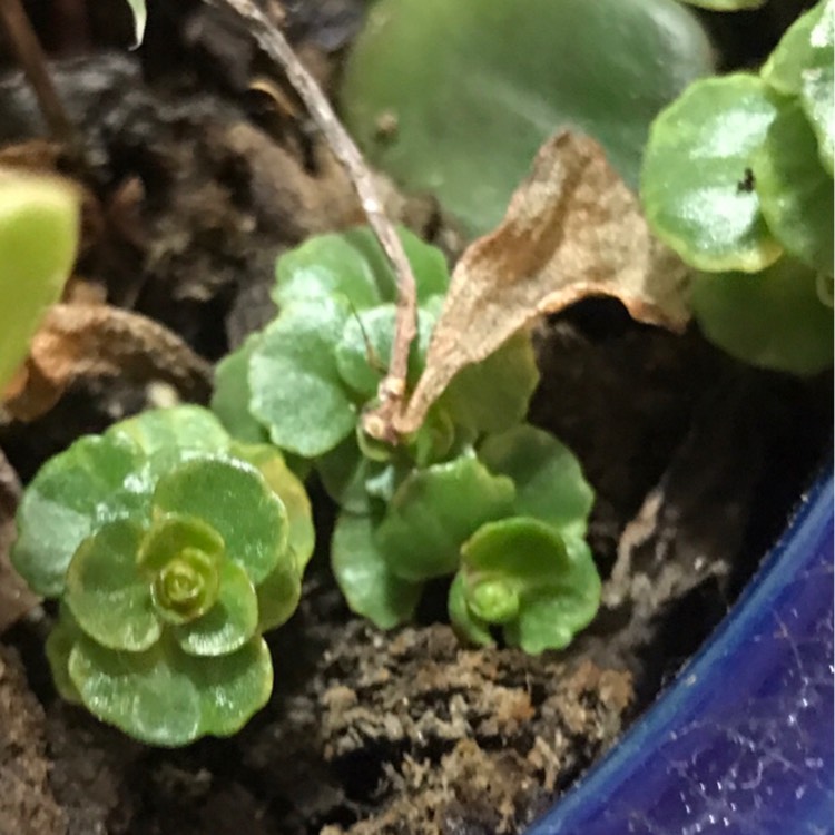 Plant image Sedum Spurium 'Solarity'