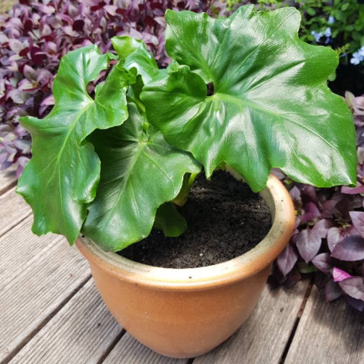 Plant image Thaumatophyllum bipinnatifidum 'Super Atom' syn. Philodendron bipinnatifidum 'Super Atom'