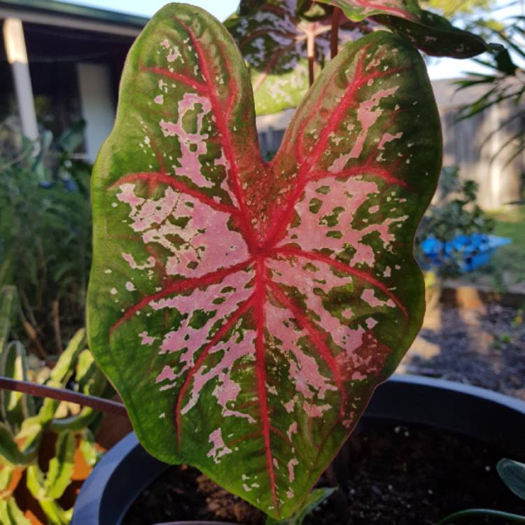 Plant image Caladium hortulanum 'Pink Cloud'