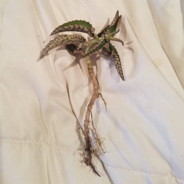 plant image 1007899