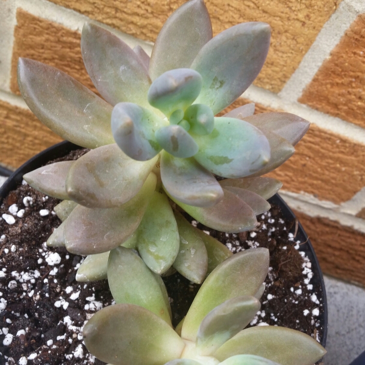 plant image 1000473