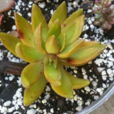 Sedum Adolphi