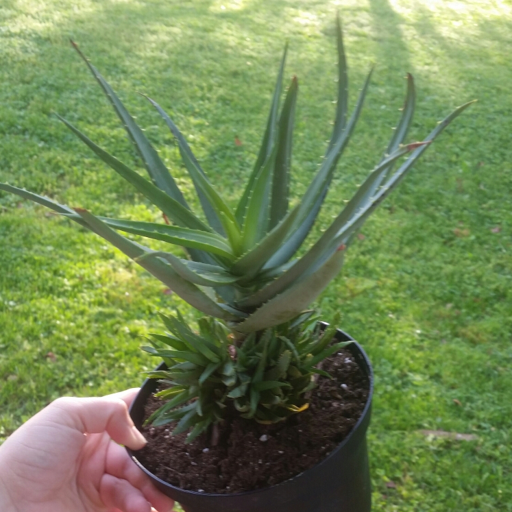 Plant image Aloe 'Blue Elf'