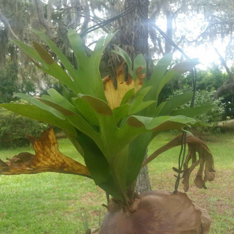 plant image 1023647