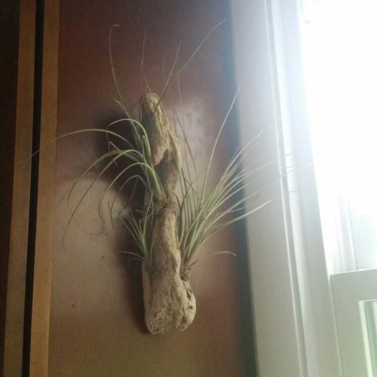 Plant image Tillandsia juncea