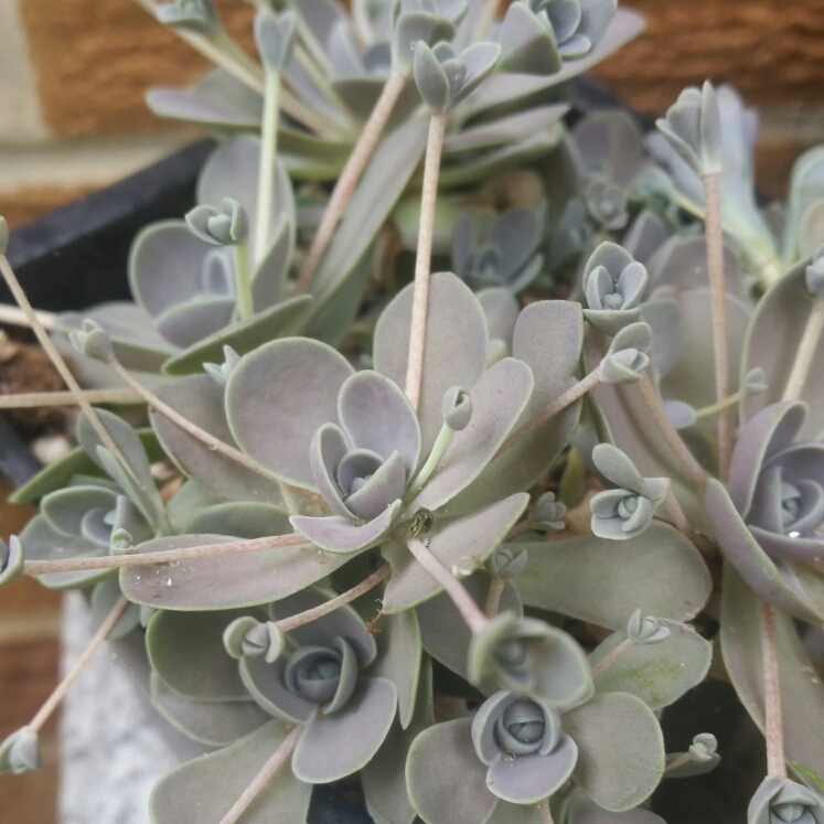 plant image 1027680