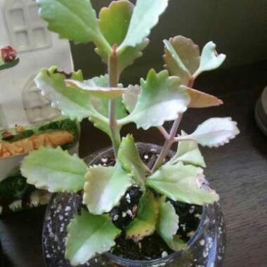 Kalanchoe Longiflora
