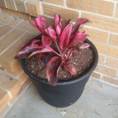 Cordyline Fruticosa 'Red Sister'