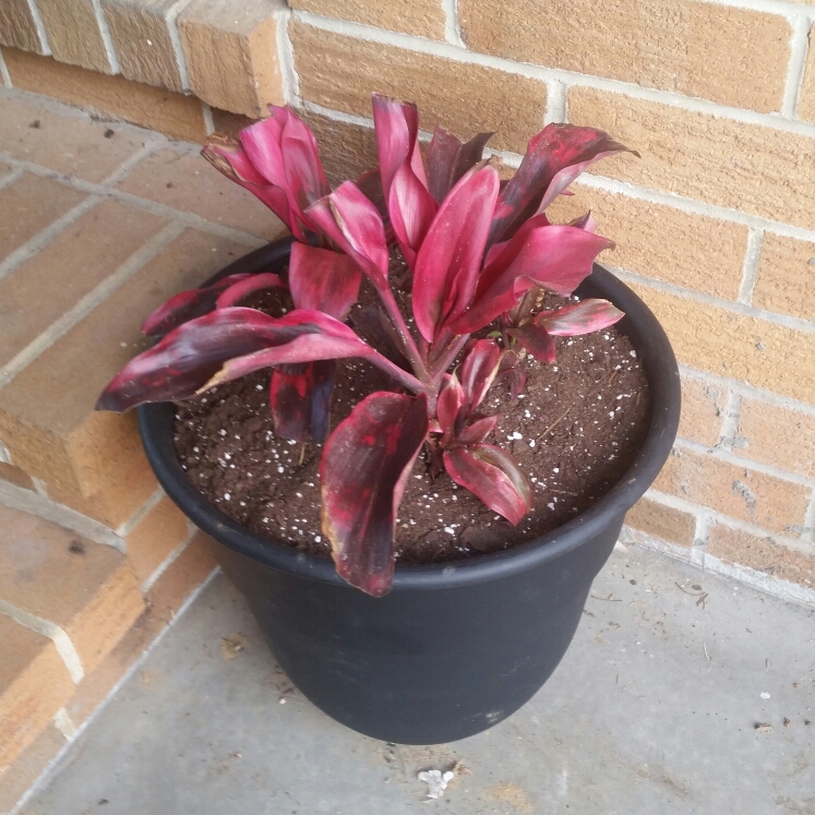 Plant image Cordyline Fruticosa 'Red Sister'