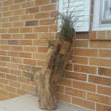 Tillandsia