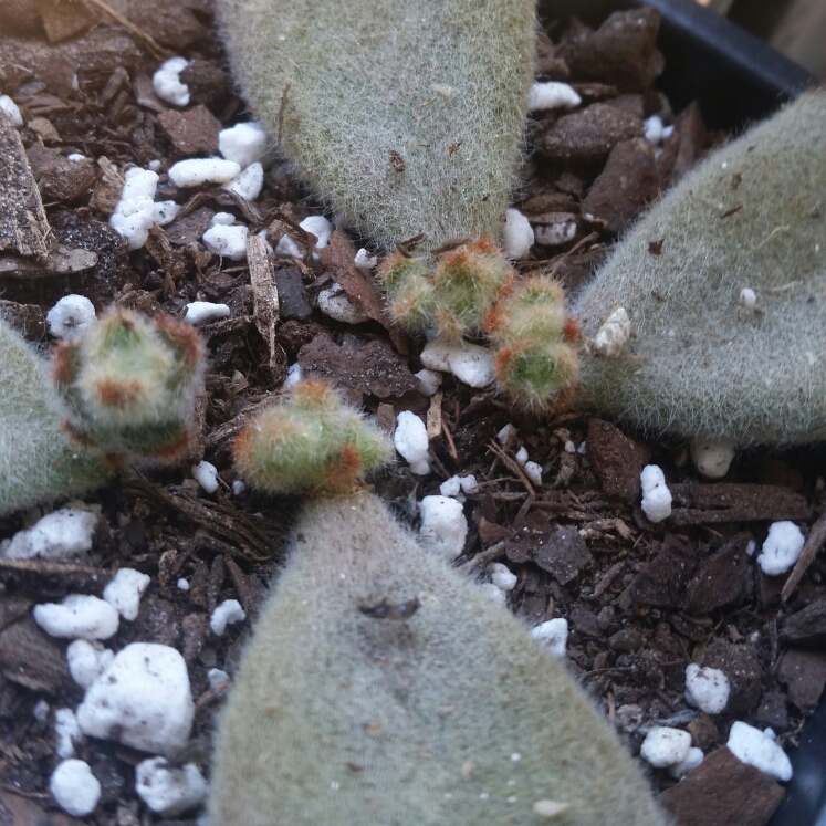 plant image 1056234