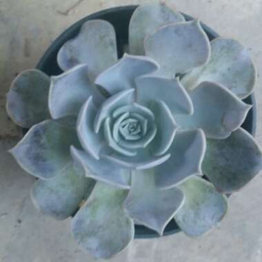 Echeveria Lilacina