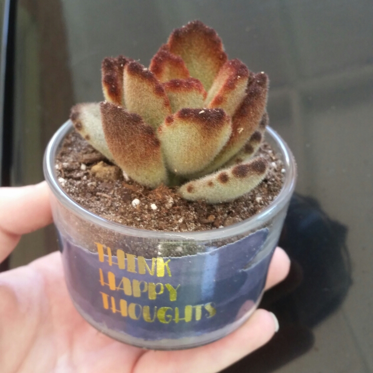 plant image 1065307