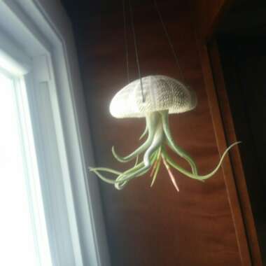 Tillandsia caput-medusae