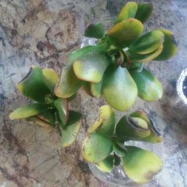 Crassula ovata 'Hummel's Sunset'