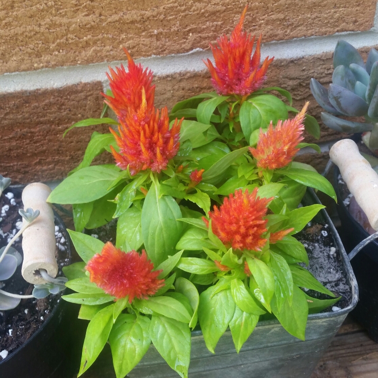 Plant image Celosia argentea plumosa