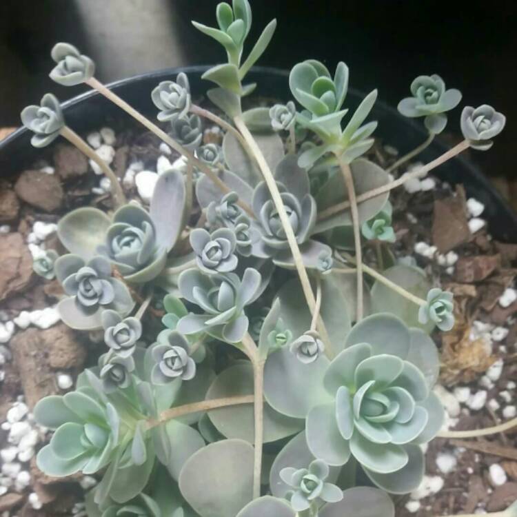 plant image 1083087
