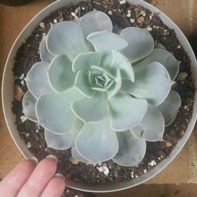 plant image 1083091
