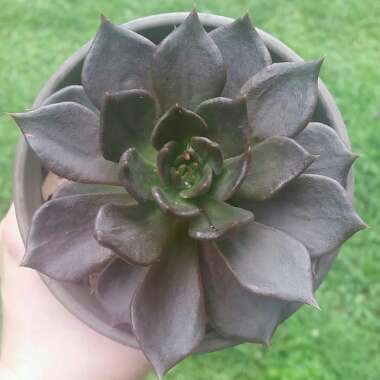 Echeveria Black Prince