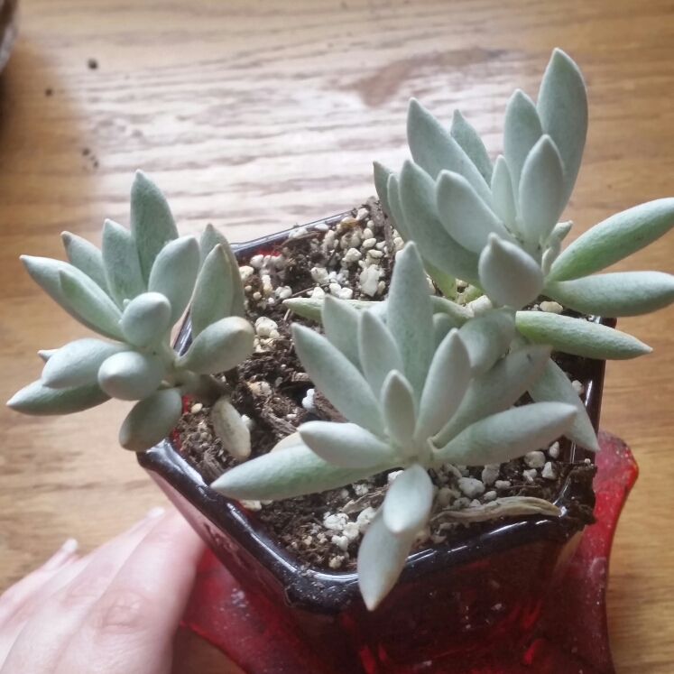 plant image 1083148