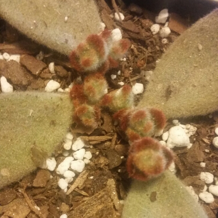 Plant image Kalanchoe tomentosa 'Teddy Bear'