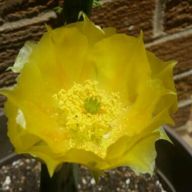 Opuntia