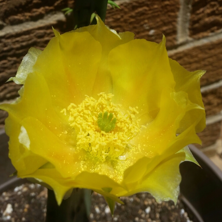 plant image 1095658