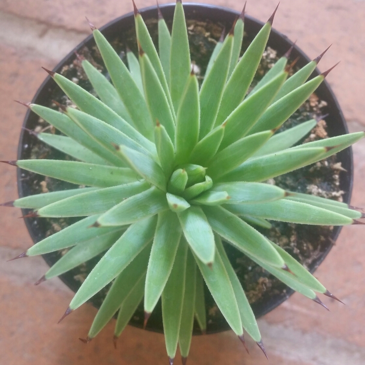 Plant image Agave Stricta Nana