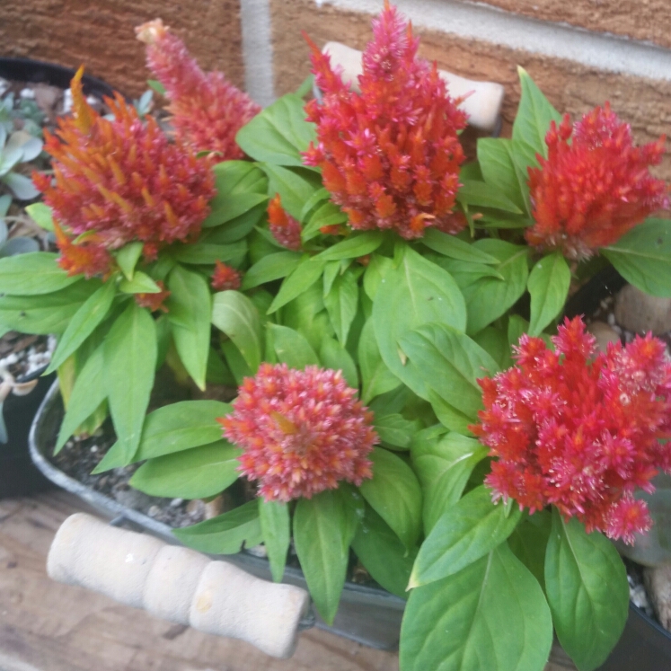 plant image 1105471