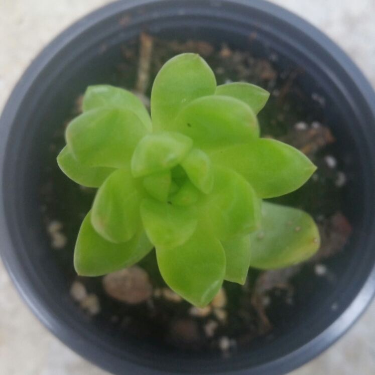 Plant image Sedum Cuspidatum
