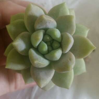 xSedeveria