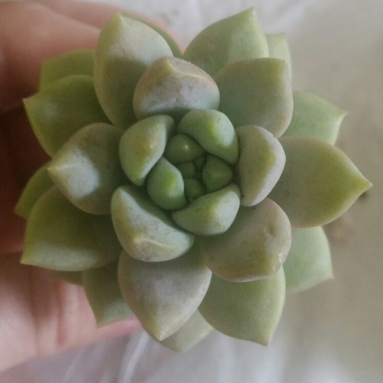 Plant image xSedeveria