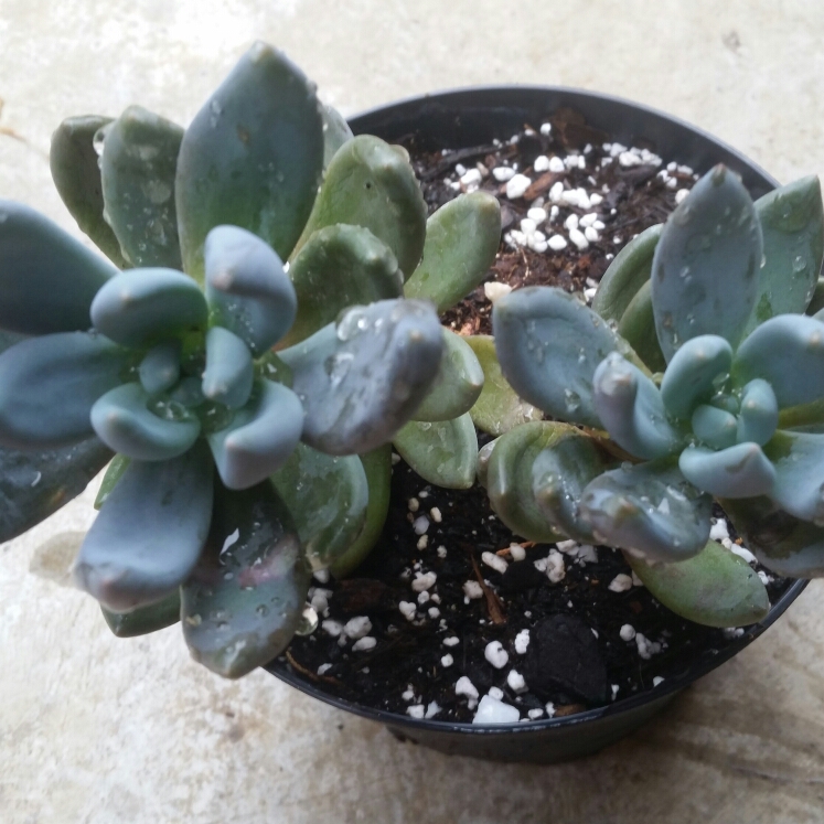 plant image 1113759