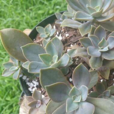 xGraptoveria Fred Ives