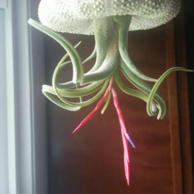 Tillandsia caput-medusae