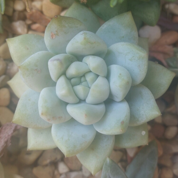 Plant image xSedeveria