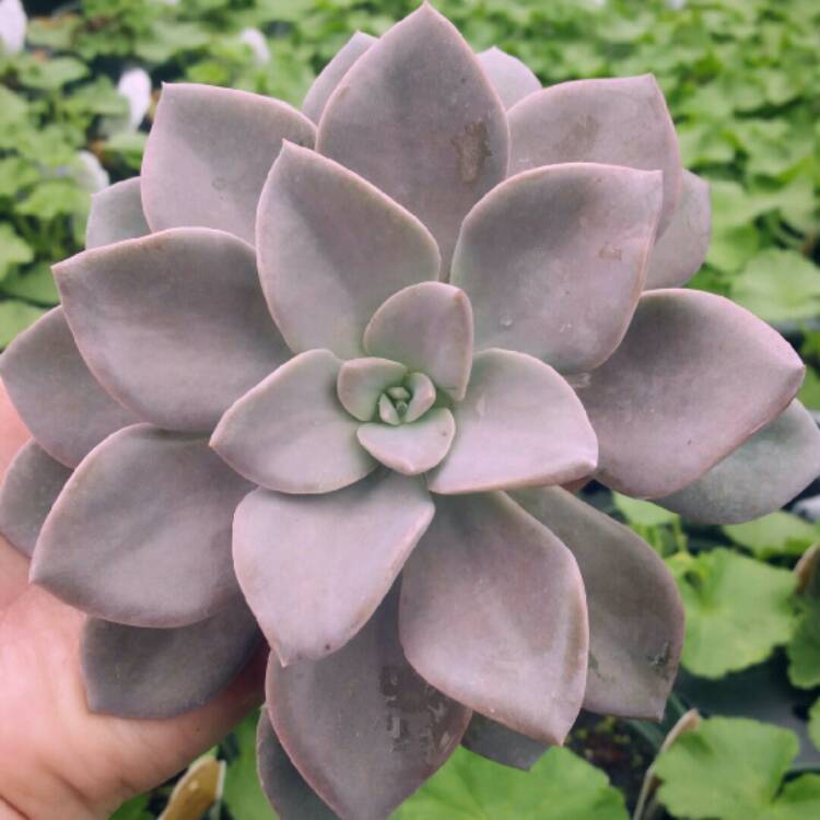 plant image 1219793