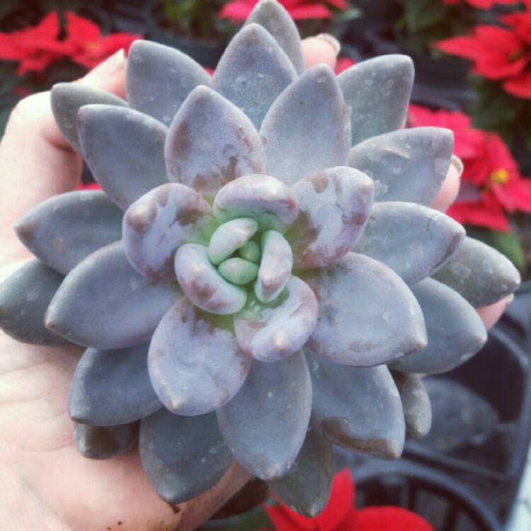 Plant image xSedeveria Blue Mist