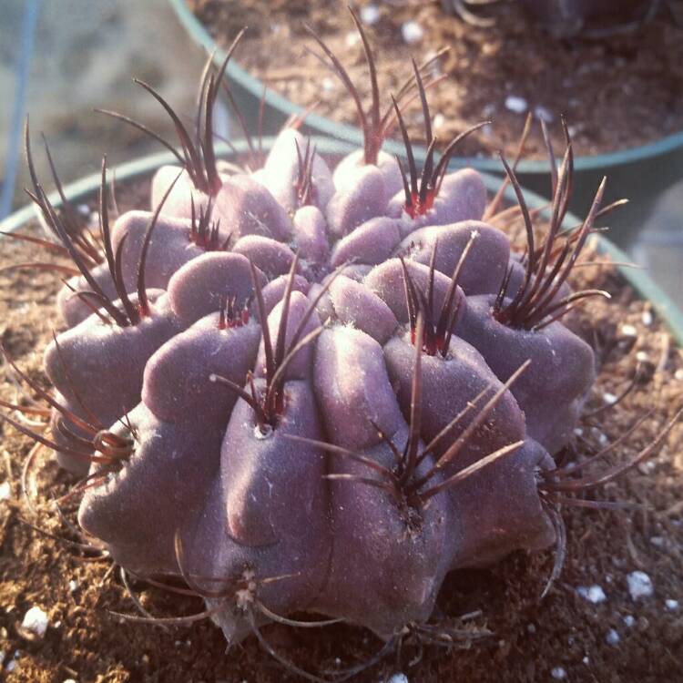 Plant image Eriosyce heinrichiana
