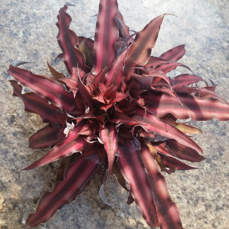 Plant image Cryptanthus Bivittatus