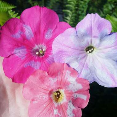 Petunia