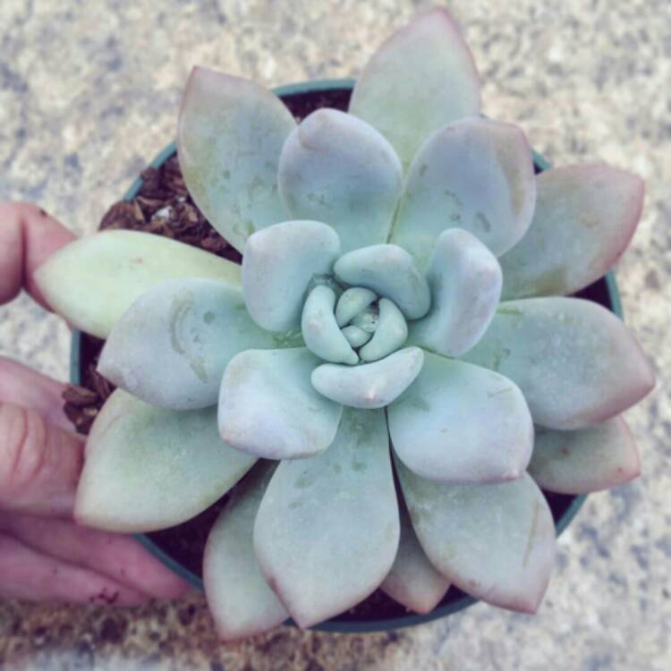 plant image 1297135