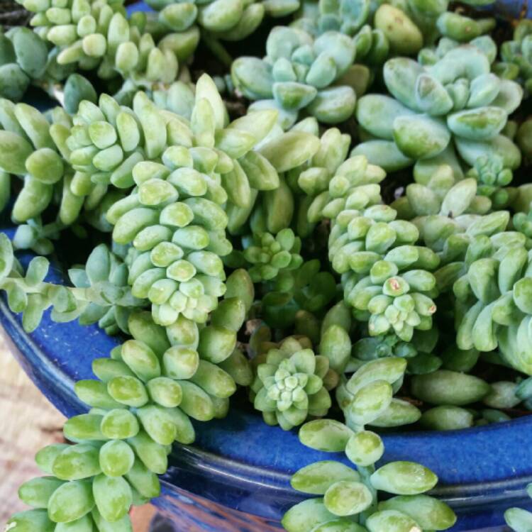 plant image 1310579