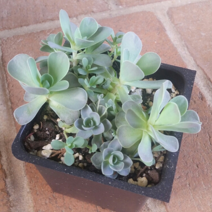 Plant image Orostachys